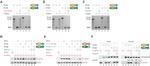 Phospho-EIF2S1 (Ser52) Antibody in Western Blot (WB)