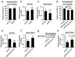 MUC5AC Antibody in Western Blot (WB)