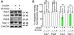 RAB11A Antibody in Western Blot (WB)