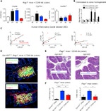 GFP Antibody in Immunohistochemistry (IHC)