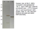 GST Tag Antibody in Western Blot (WB)