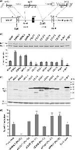 Myc Tag Antibody in Western Blot (WB)
