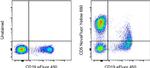 CD5 Antibody in Flow Cytometry (Flow)