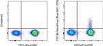 CD146 Antibody in Flow Cytometry (Flow)
