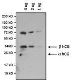 hCG Monoclonal Antibody (SC2)