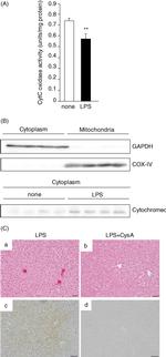 OxPhos Complex IV subunit IV Antibody in Western Blot (WB)