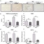 F4/80 Antibody in Immunohistochemistry (IHC)