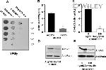 V5 Tag Antibody in Western Blot (WB)