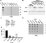 V5 Tag Antibody in Western Blot (WB)