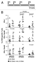 Granzyme B Antibody in Flow Cytometry (Flow)