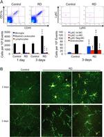 Ki-67 Antibody in Immunohistochemistry (IHC)