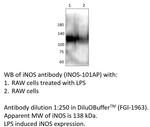 iNOS Polyclonal Antibody