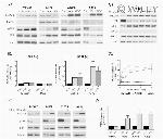 PMCA1 ATPase Antibody in Western Blot (WB)