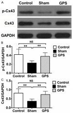 Connexin 43 Antibody in Western Blot (WB)