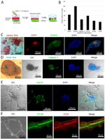 HuC/HuD Antibody in Immunocytochemistry (ICC/IF)