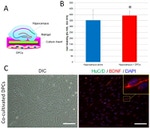 HuC/HuD Antibody in Immunocytochemistry (ICC/IF)
