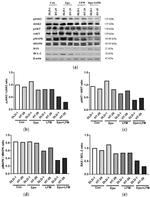 p38 MAPK beta Antibody in Western Blot (WB)