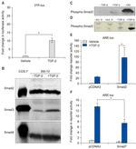 SMAD2 Antibody in Western Blot (WB)
