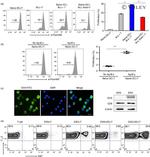 CD4 Antibody in Flow Cytometry (Flow)