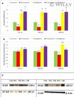 LXR alpha Antibody in Western Blot (WB)