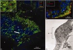 Connexin 30 Antibody in Immunohistochemistry (IHC)