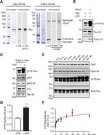Tau Antibody in Western Blot (WB)