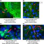 beta Actin Antibody in Immunocytochemistry (ICC/IF)