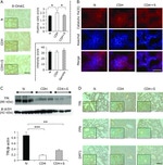 Transferrin Receptor Antibody in Immunohistochemistry (IHC)