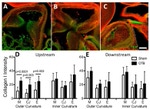 Collagen I Antibody in Immunohistochemistry (IHC)