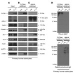 Claudin 4 Antibody in Immunoprecipitation (IP)