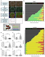 PDGFRB Antibody in Immunohistochemistry, Immunocytochemistry (IHC, ICC/IF)