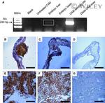 Mitochondria Antibody in Immunohistochemistry (Paraffin) (IHC (P))