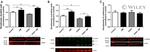 Claudin 1 Antibody in Western Blot (WB)