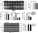 Caspase 1 Antibody in Western Blot (WB)
