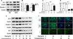 ZO-1 Antibody in Western Blot, Immunocytochemistry (WB, ICC/IF)