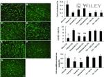 Connexin 43 Antibody in Immunohistochemistry (Paraffin) (IHC (P))