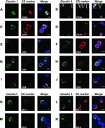 Claudin 5 Antibody in Immunocytochemistry (ICC/IF)