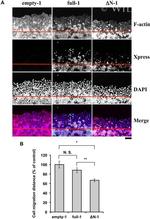 Xpress Antibody in Immunohistochemistry (IHC)