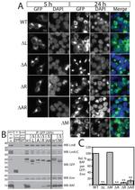 GFP Antibody in Western Blot, Immunocytochemistry (WB, ICC/IF)