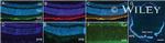 GFP Antibody in Immunohistochemistry (IHC)