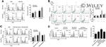 CD11b Antibody in Flow Cytometry (Flow)
