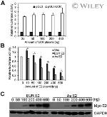 Myc Tag Antibody in Western Blot (WB)