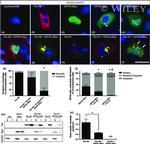 Myc Tag Antibody in Western Blot (WB)