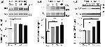 GFAP Antibody in Western Blot (WB)