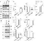 Phospho-Tau (Ser422) Antibody in Western Blot (WB)