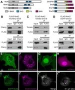 GFP Antibody in Immunocytochemistry (ICC/IF)