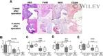 F4/80 Antibody in Immunohistochemistry (IHC)