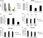 FOXP3 Antibody in Flow Cytometry (Flow)