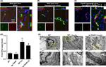 Claudin 5 Antibody in Immunohistochemistry (IHC)