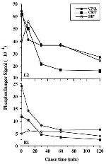 Calreticulin Antibody in Immunoprecipitation (IP)